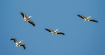 Photo Aaron Teasdale